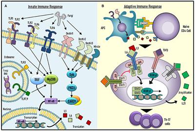 Chronic Mucocutaneous Candidiasis in Early Life: Insights Into Immune Mechanisms and Novel Targeted Therapies